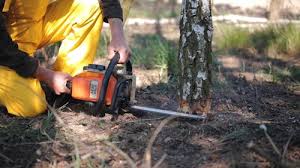 Best Leaf Removal  in Timberlake, VA