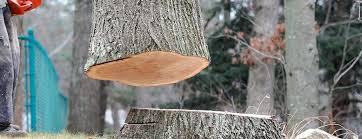Trusted Timberlake, VA Tree Removal Experts